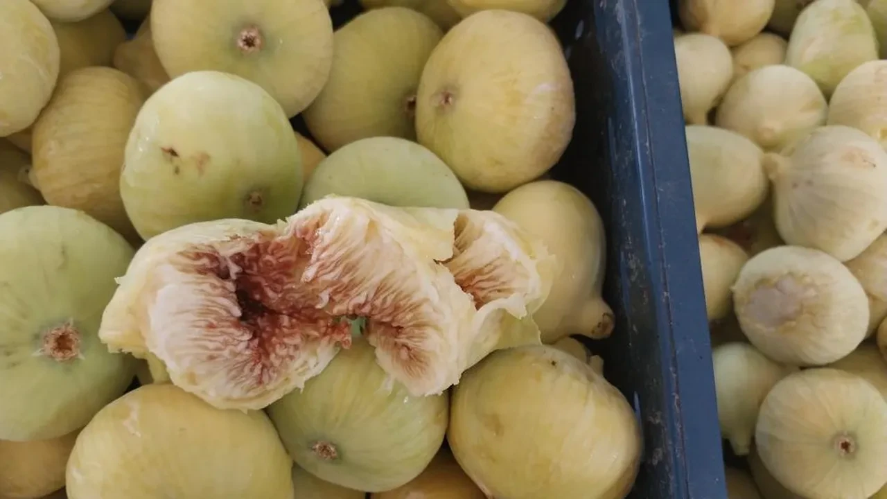 Altından bal damlıyor! Üreticinin yüzü güldü: Almanya ve Dubai'ye gönderiliyor