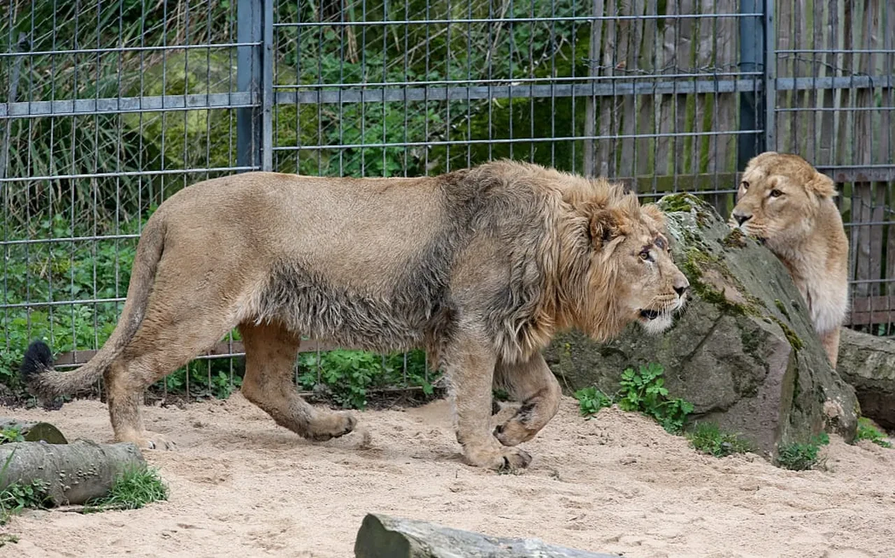 Kızının midillisini aslanlara yem olarak verdi! Tuhaf bağış kampanyasına talep yağdı