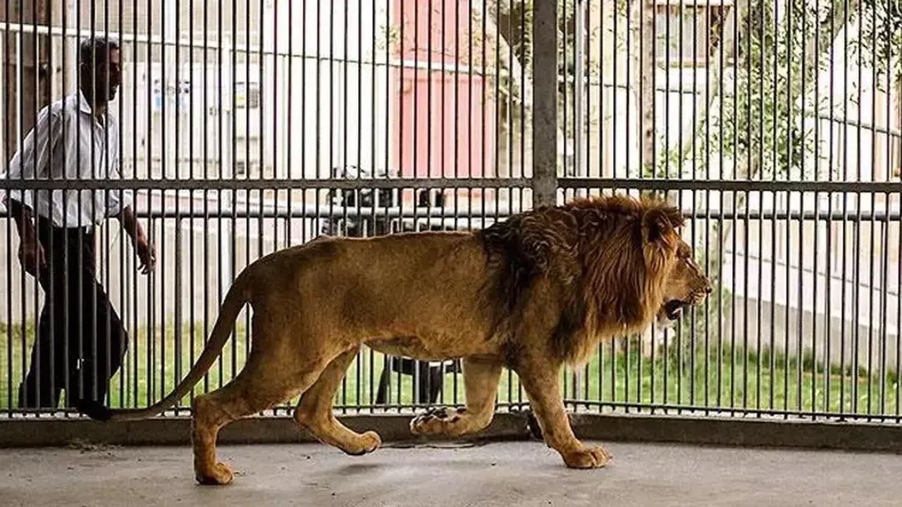 Kızının midillisini aslanlara yem olarak verdi! Tuhaf bağış kampanyasına talep yağdı