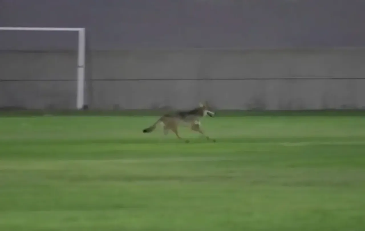 Maç sırasında çakal saldırısı! Dehşet anlarında yerde sürükleyip ısırdı