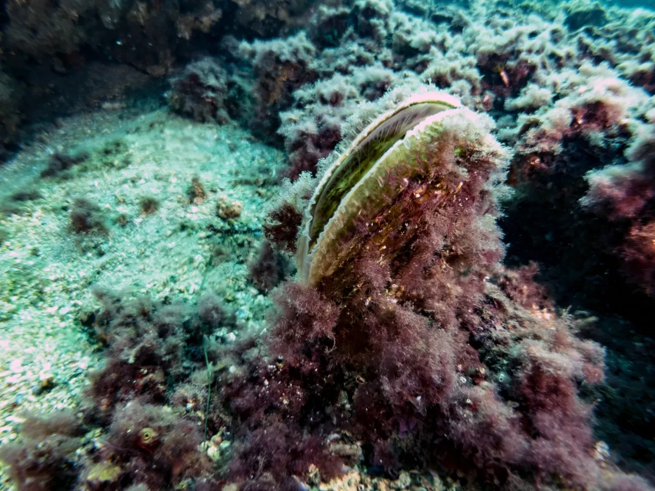 Pina ve deniz çayırları Marmara Denizi'ne nefes oluyor