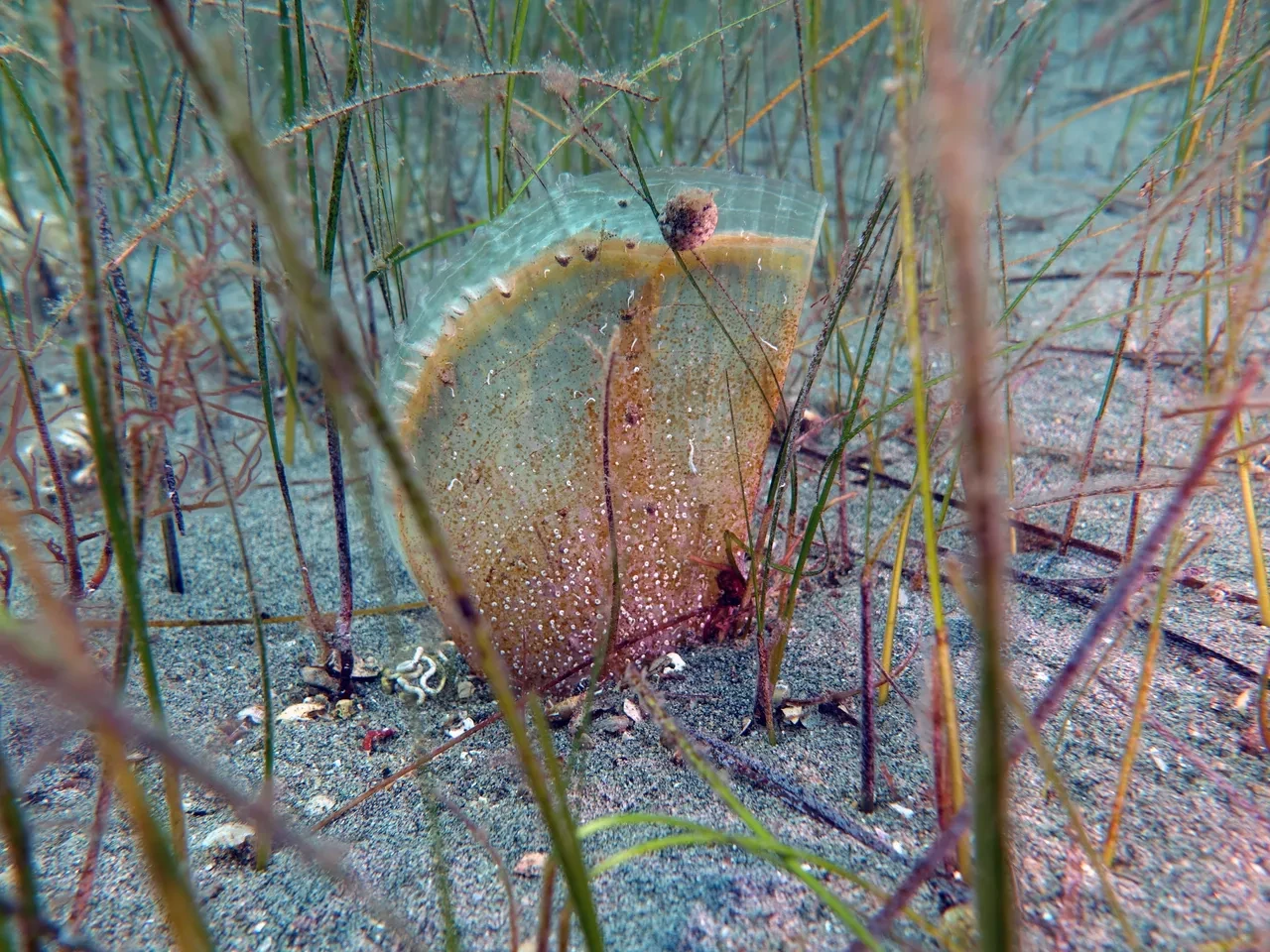 Pina ve deniz çayırları Marmara Denizi'ne nefes oluyor