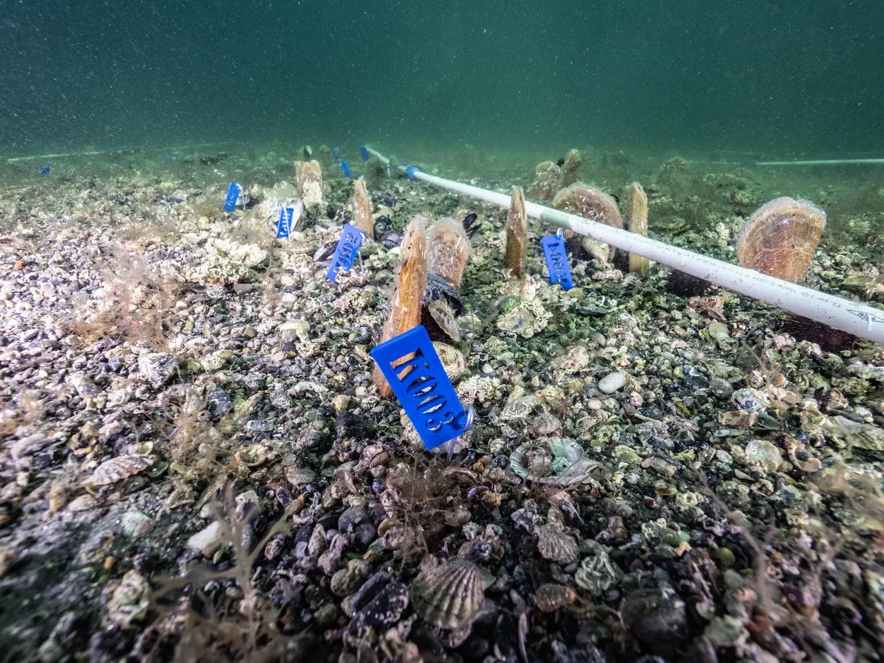 Pina ve deniz çayırları Marmara Denizi'ne nefes oluyor