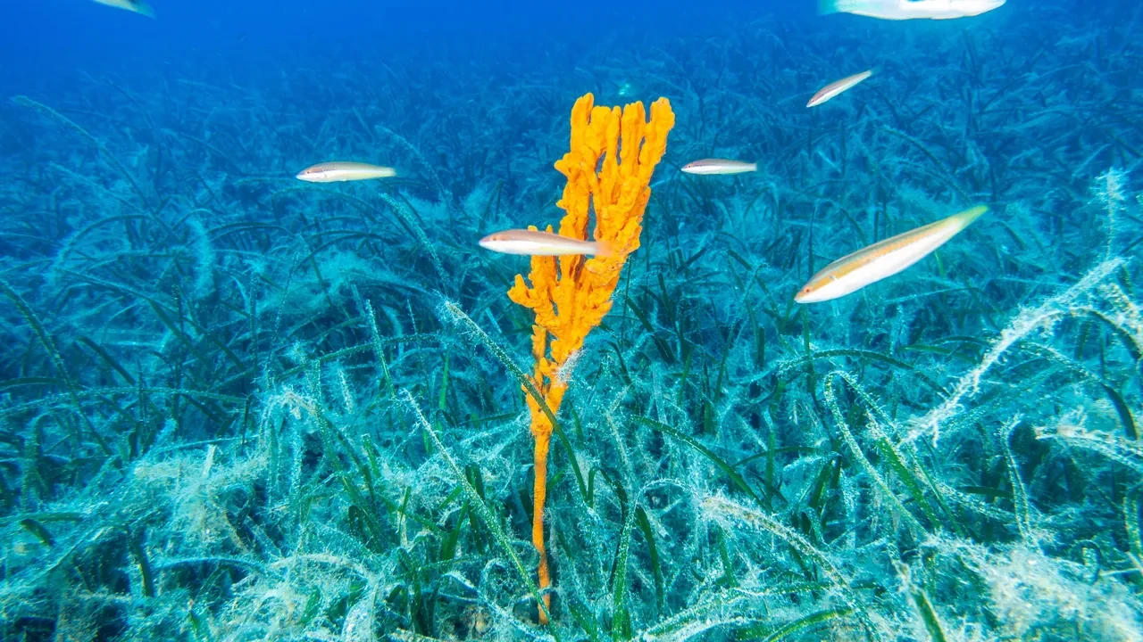 Pina ve deniz çayırları Marmara Denizi'ne nefes oluyor