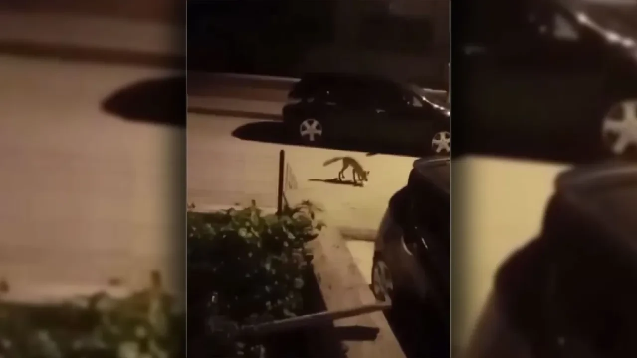 Aç kalan tilki şehre indi! O anlar kamerada