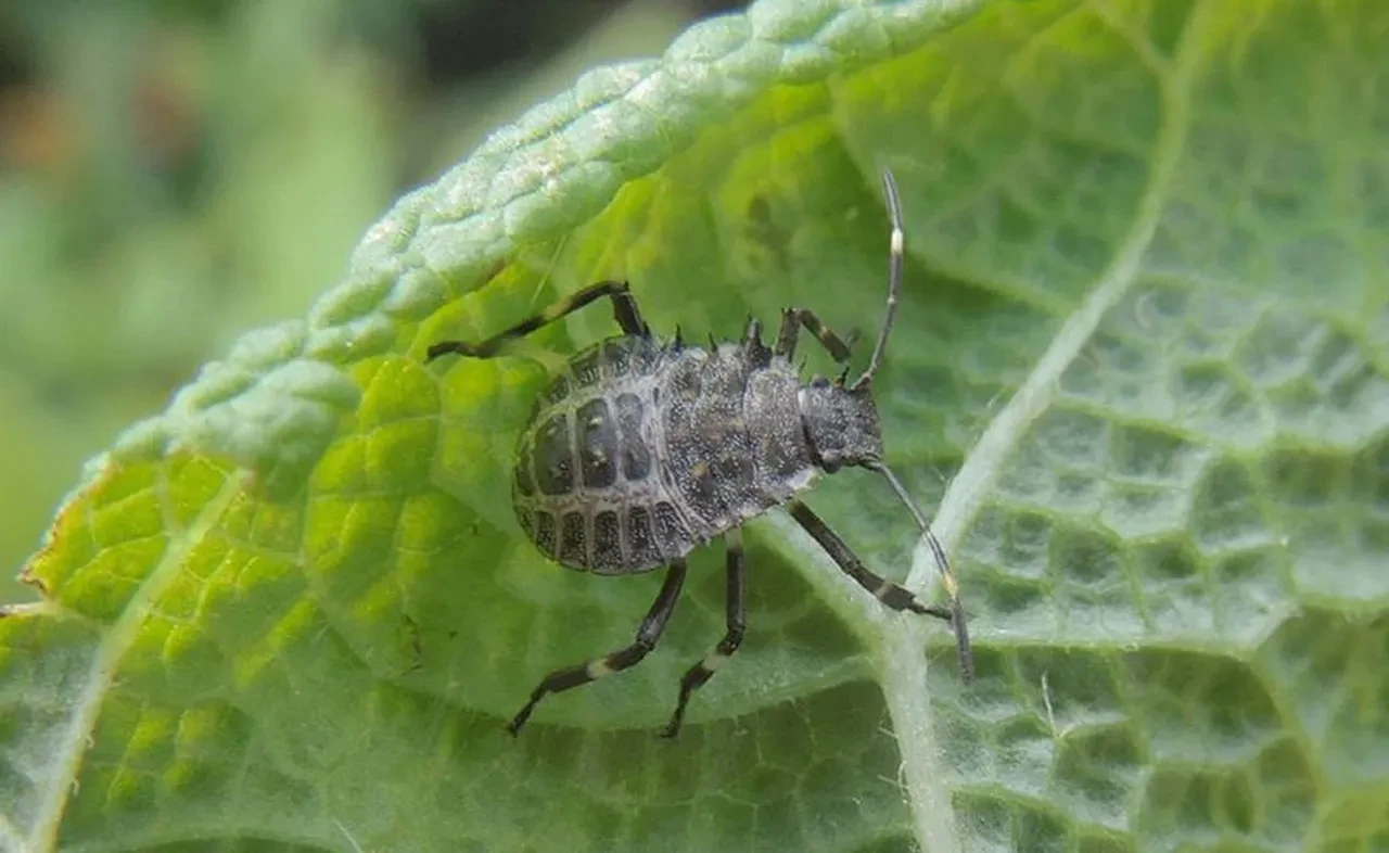 Bu böceği görürseniz hemen harekete geçin! Bahçe ve evler için büyük tehdit
