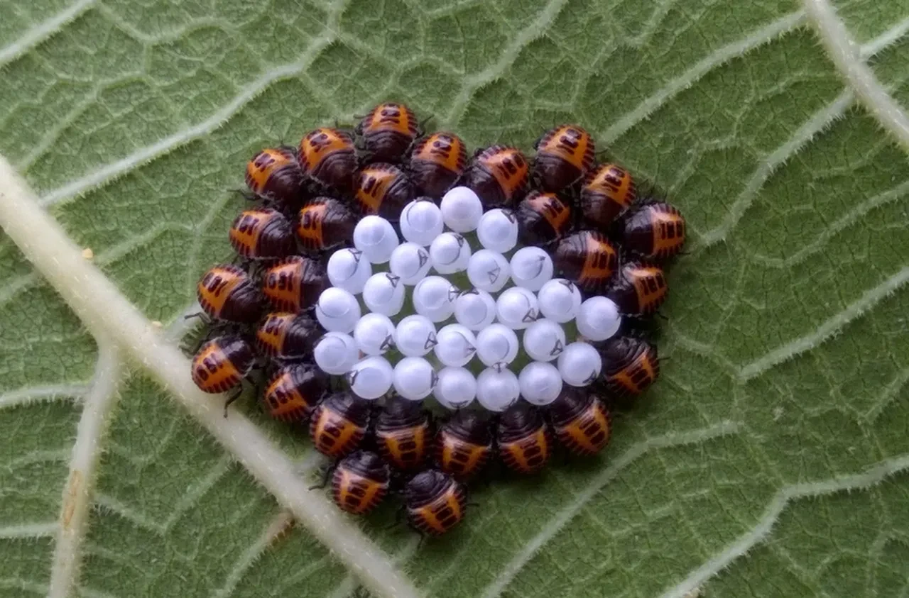 Bu böceği görürseniz hemen harekete geçin! Bahçe ve evler için büyük tehdit