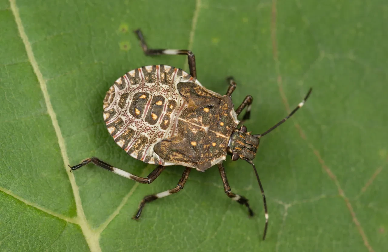 Bu böceği görürseniz hemen harekete geçin! Bahçe ve evler için büyük tehdit