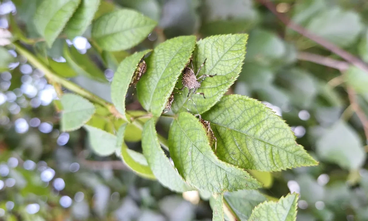 Bu böceği görürseniz hemen harekete geçin! Bahçe ve evler için büyük tehdit