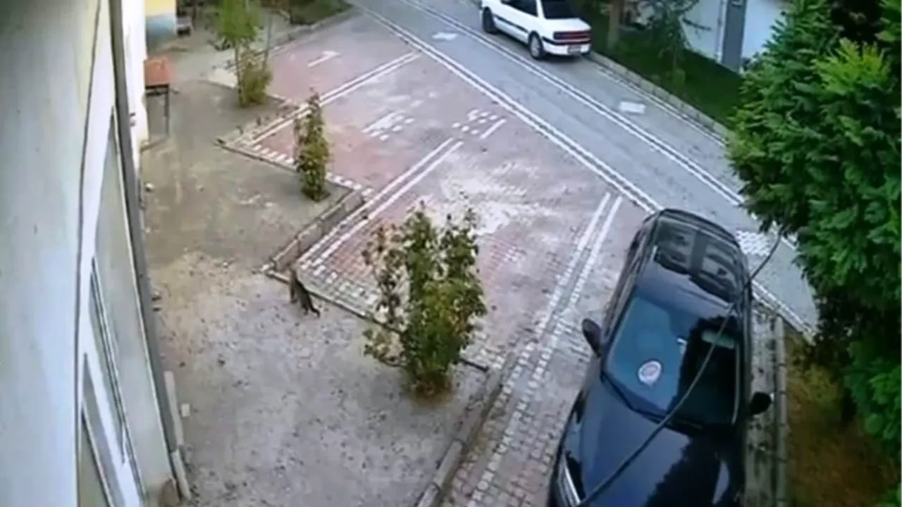 Depremi hisseden kedinin panik anları kamerada 