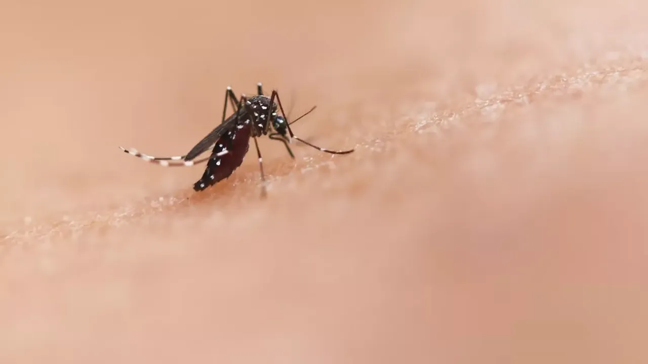 Hızla yayılan chikungunya virüsü yeni büyük tehdit!