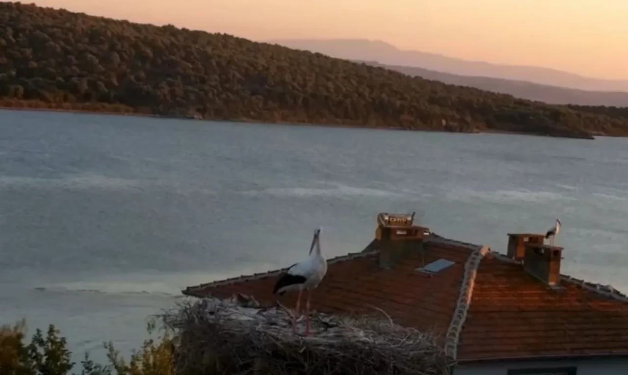 Yaren Leylek'in deprem öncesi hareketleri köylüleri şaşkına çevirdi! 