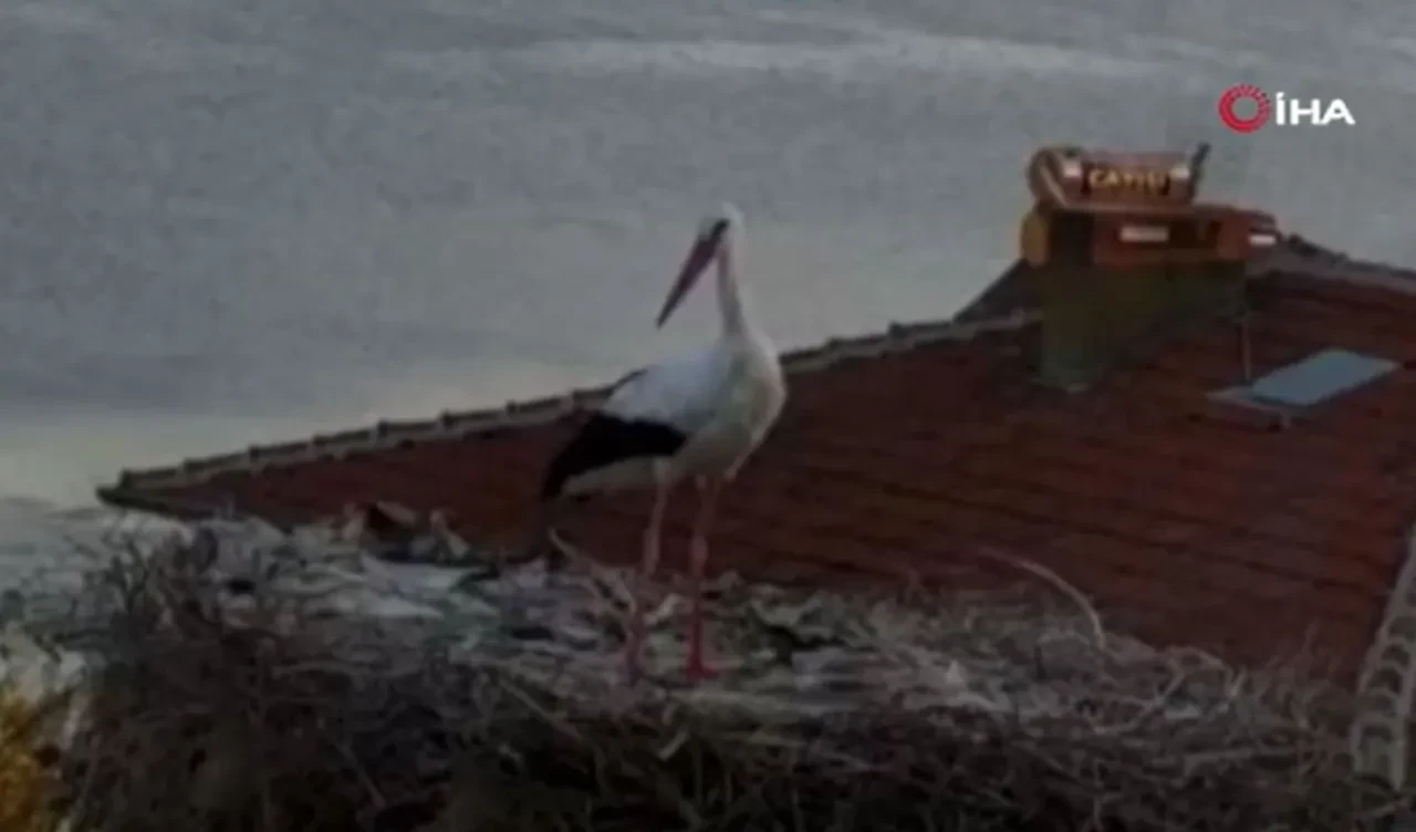 Yaren Leylek'in deprem öncesi hareketleri köylüleri şaşkına çevirdi! 