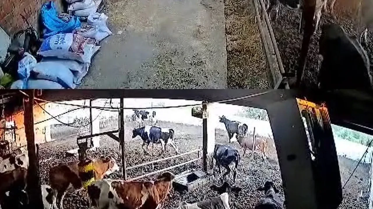 Balıkesir depremine ait yeni görüntüler! İneklerin korkuyla kaçıştığı anlar kamerada