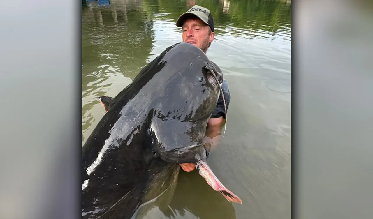 Ülkenin en büyük balığıyla mücadele! Zafer balıkçının oldu