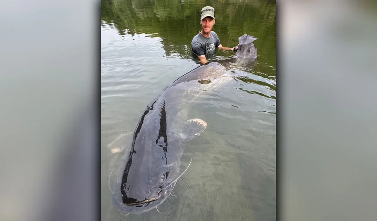 Ülkenin en büyük balığıyla mücadele! Zafer balıkçının oldu