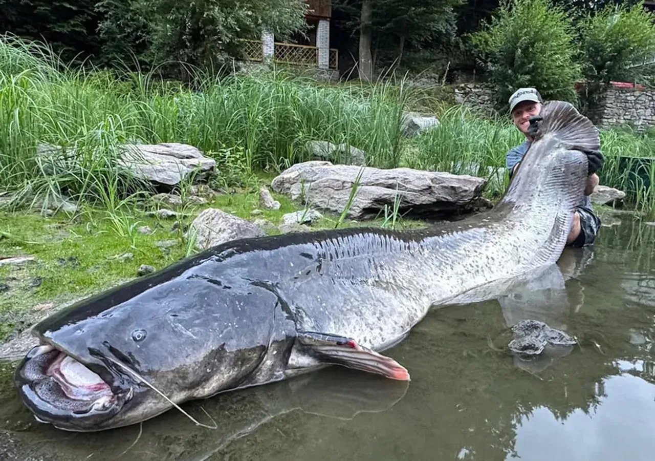 Ülkenin en büyük balığıyla mücadele! Zafer balıkçının oldu