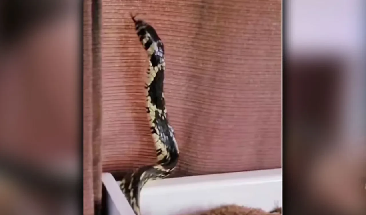 Yılanı beşikte gördü, dehşete düştü! Uzman isim imdadına yetişti