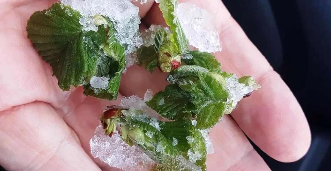 Avrupa’da Nutella krizi! Türkiye’ye alternatif arıyorlar