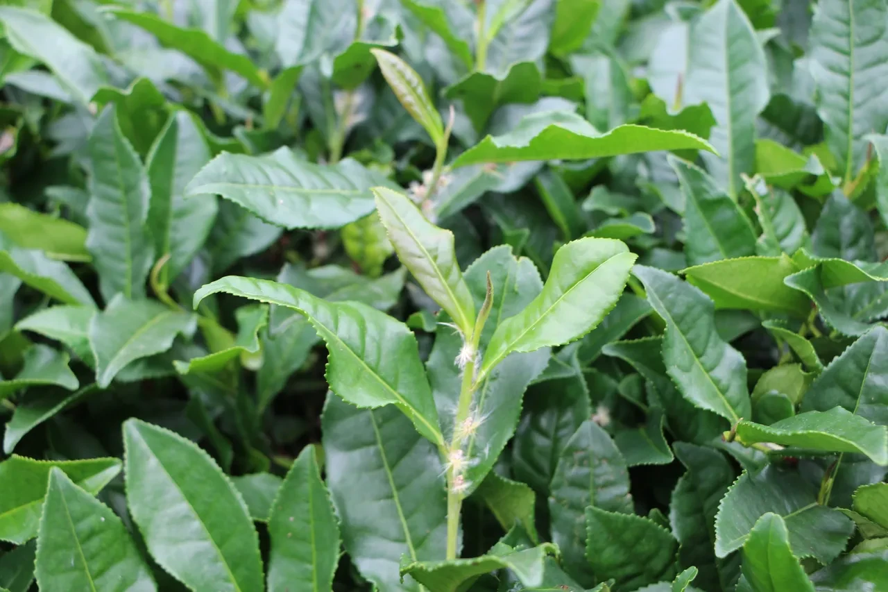 Bir ilde Vampir Kelebek alarmı: Vatandaşlar evlerine bile giremiyor: Her yerdeler