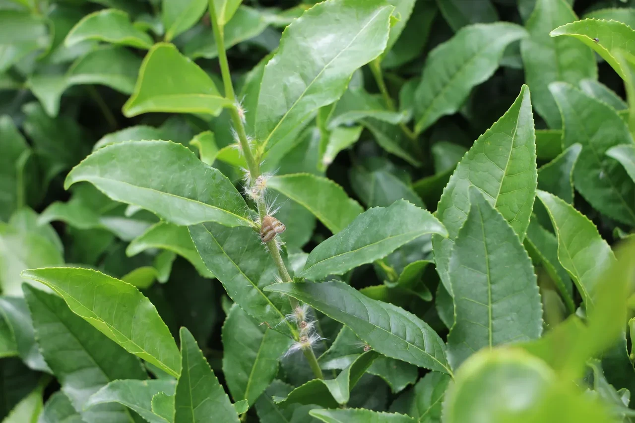 Bir ilde Vampir Kelebek alarmı: Vatandaşlar evlerine bile giremiyor: Her yerdeler