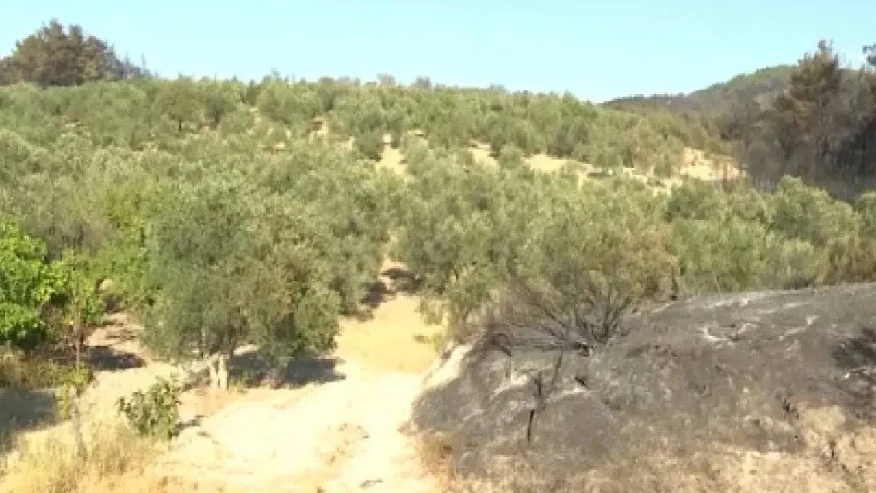 Çanakkale'deki yangında şaşırtan görüntü! Sadece orası yanmadı: Nedenini sahibi açıkladı