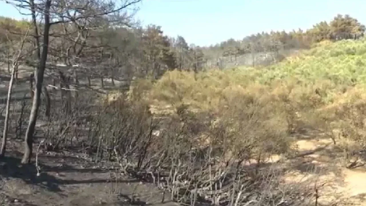 Çanakkale'deki yangında şaşırtan görüntü! Sadece orası yanmadı: Nedenini sahibi açıkladı