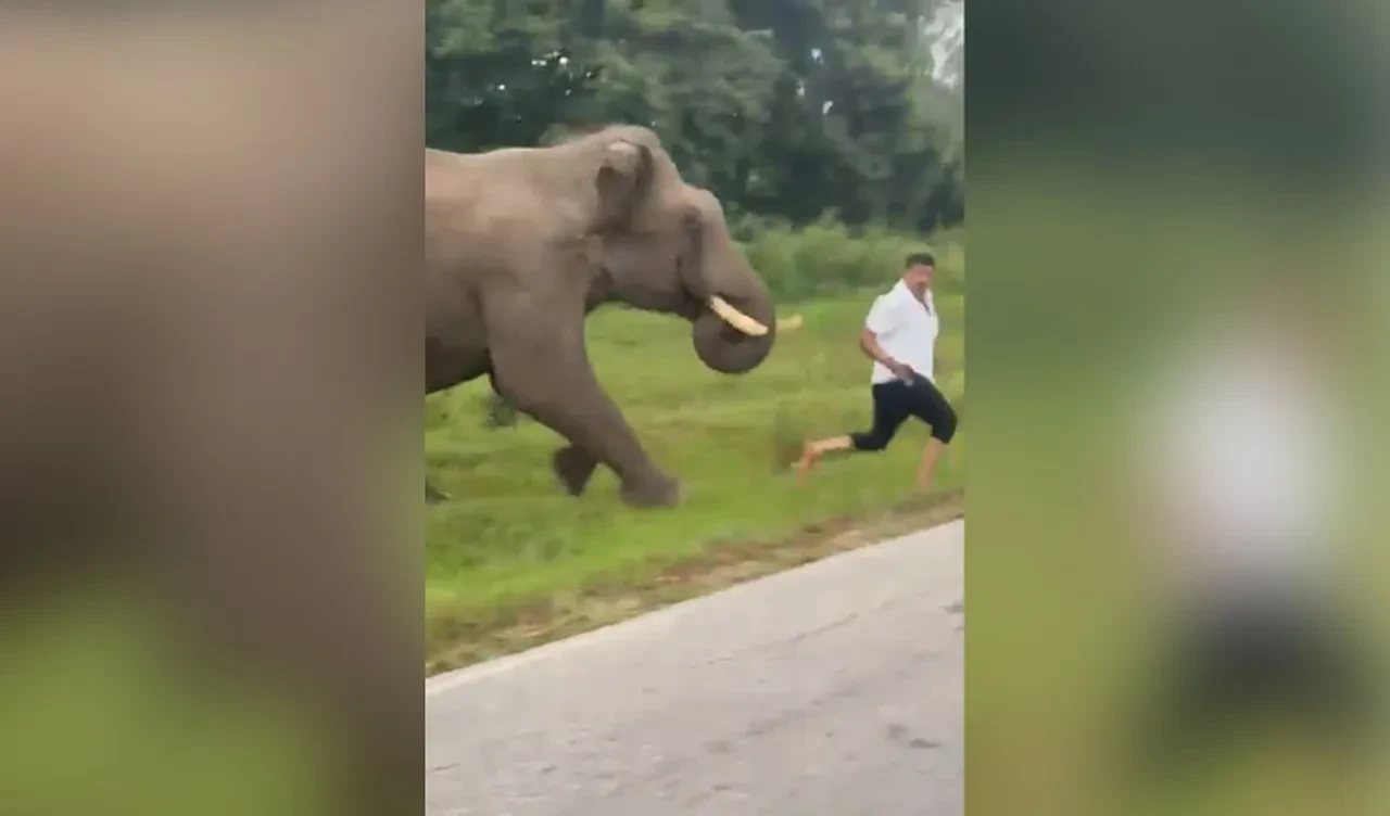 Hindistan'da fil dehşeti! Selfie çekmek isterken ağır yaralandı