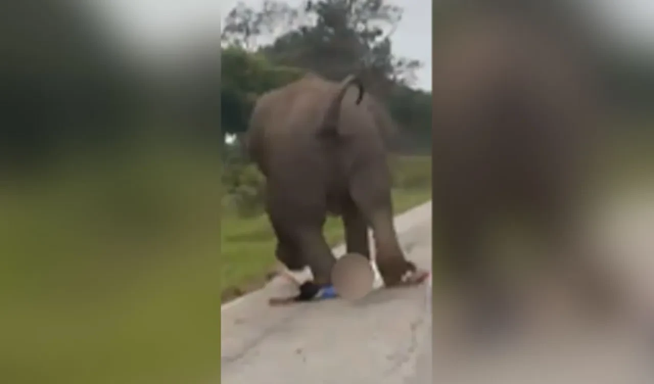 Hindistan'da fil dehşeti! Selfie çekmek isterken ağır yaralandı