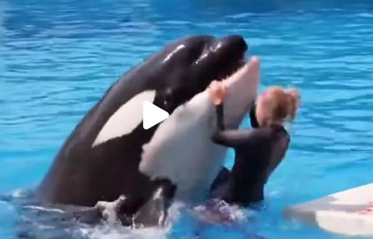 Jessica Radcliffe öldü mü? Balina saldırısı videosu sosyal medyada gündem oldu