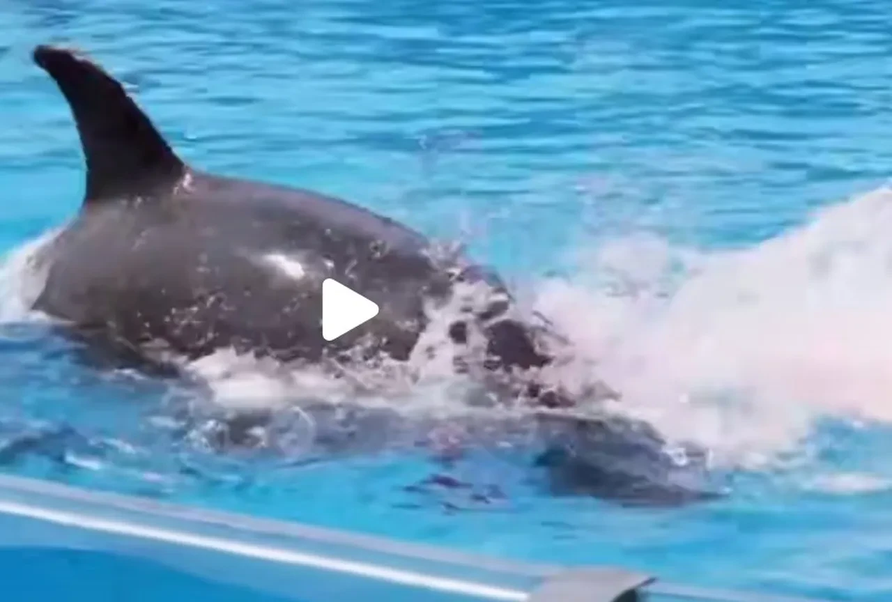 Jessica Radcliffe öldü mü? Balina saldırısı videosu sosyal medyada gündem oldu