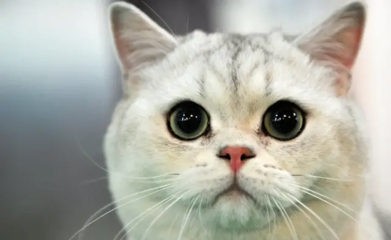 Kediler de alzheimer olabilir mi?