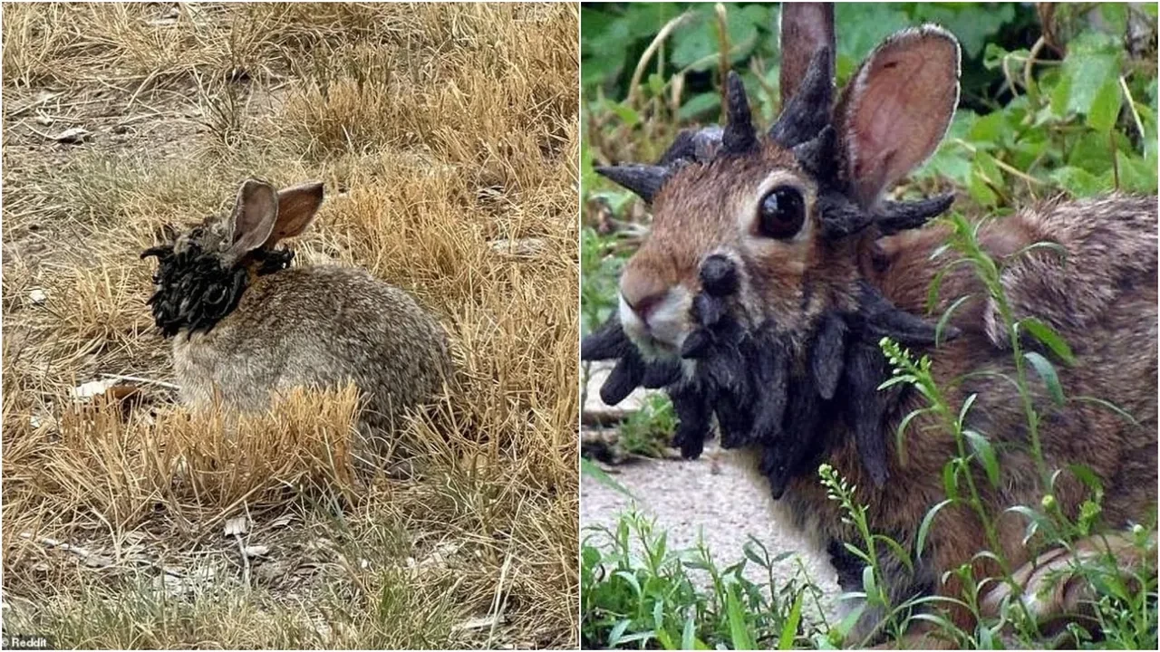 Tavşanların korkutan değişimi: Boynuzları, dokunaçları çıktı! Uzmanlar uyardı