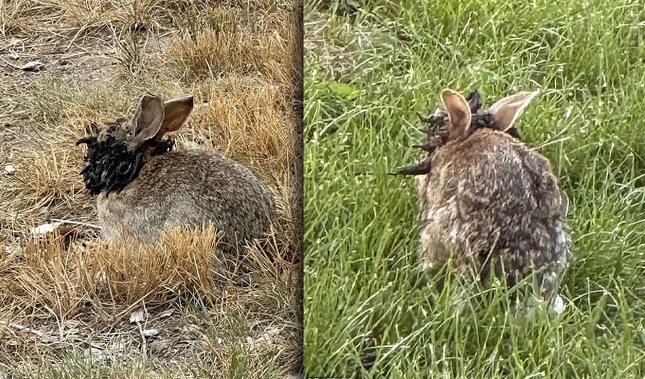 Tavşanların korkutan değişimi: Boynuzları, dokunaçları çıktı! Uzmanlar uyardı