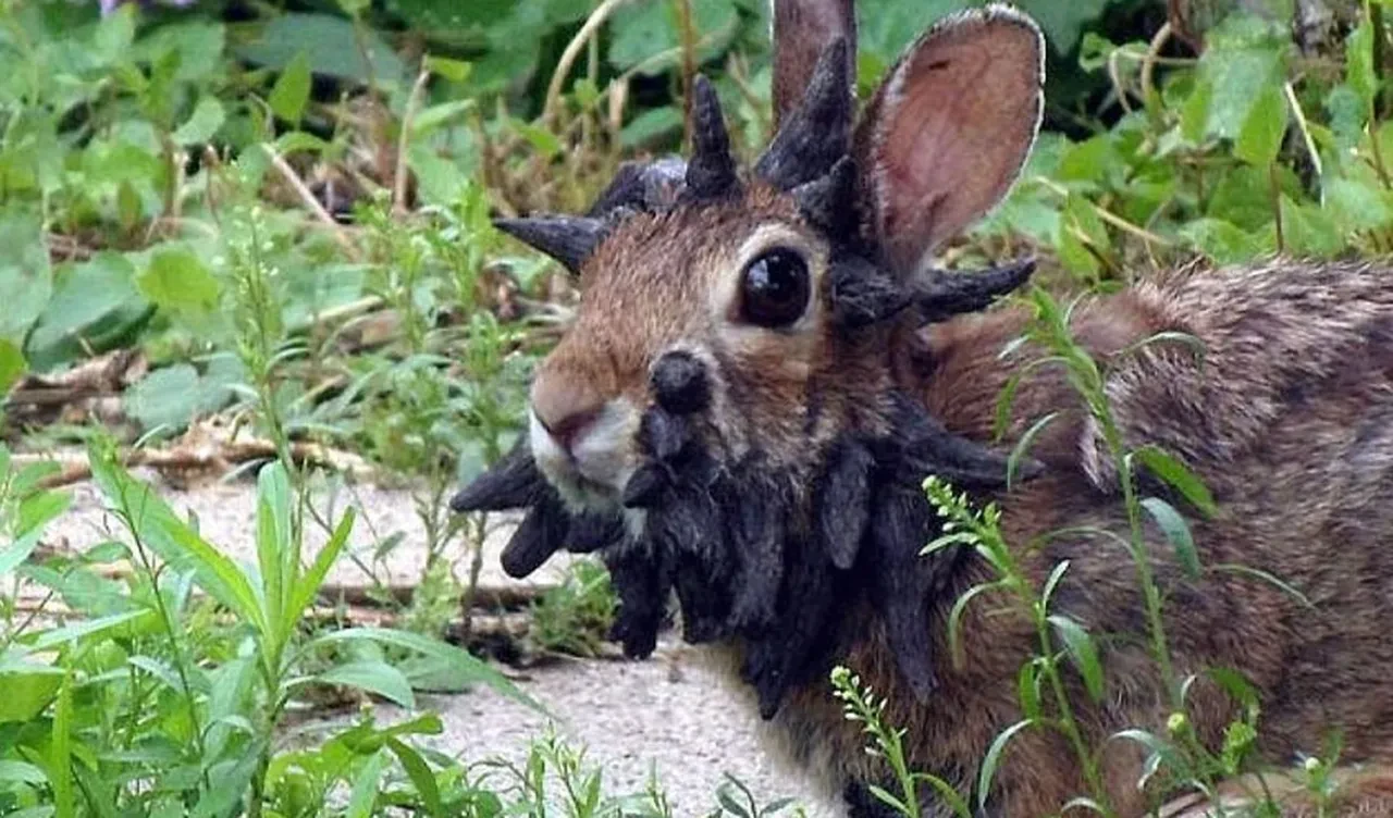 Tavşanların korkutan değişimi: Boynuzları, dokunaçları çıktı! Uzmanlar uyardı