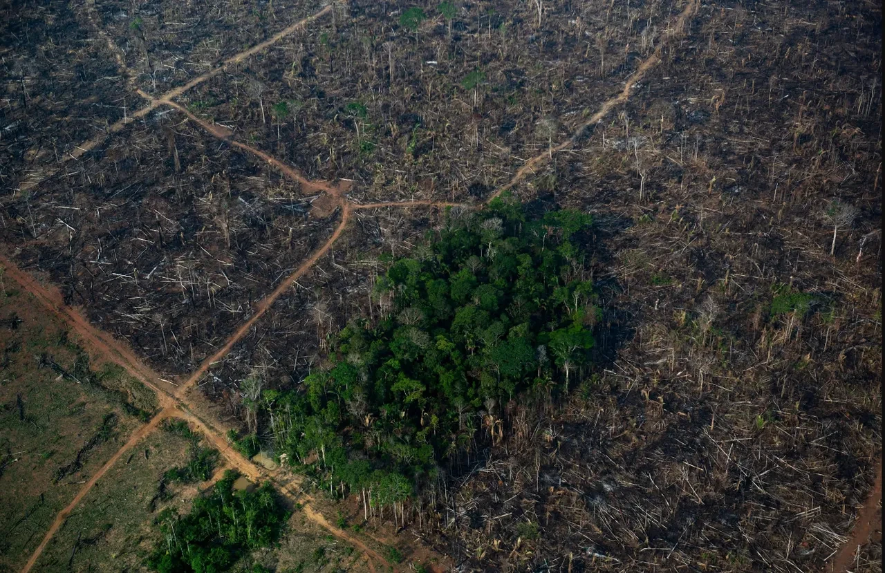Amazon yağmur ormanı kuruyor! Dünyanın akciğeri iflas edebilir