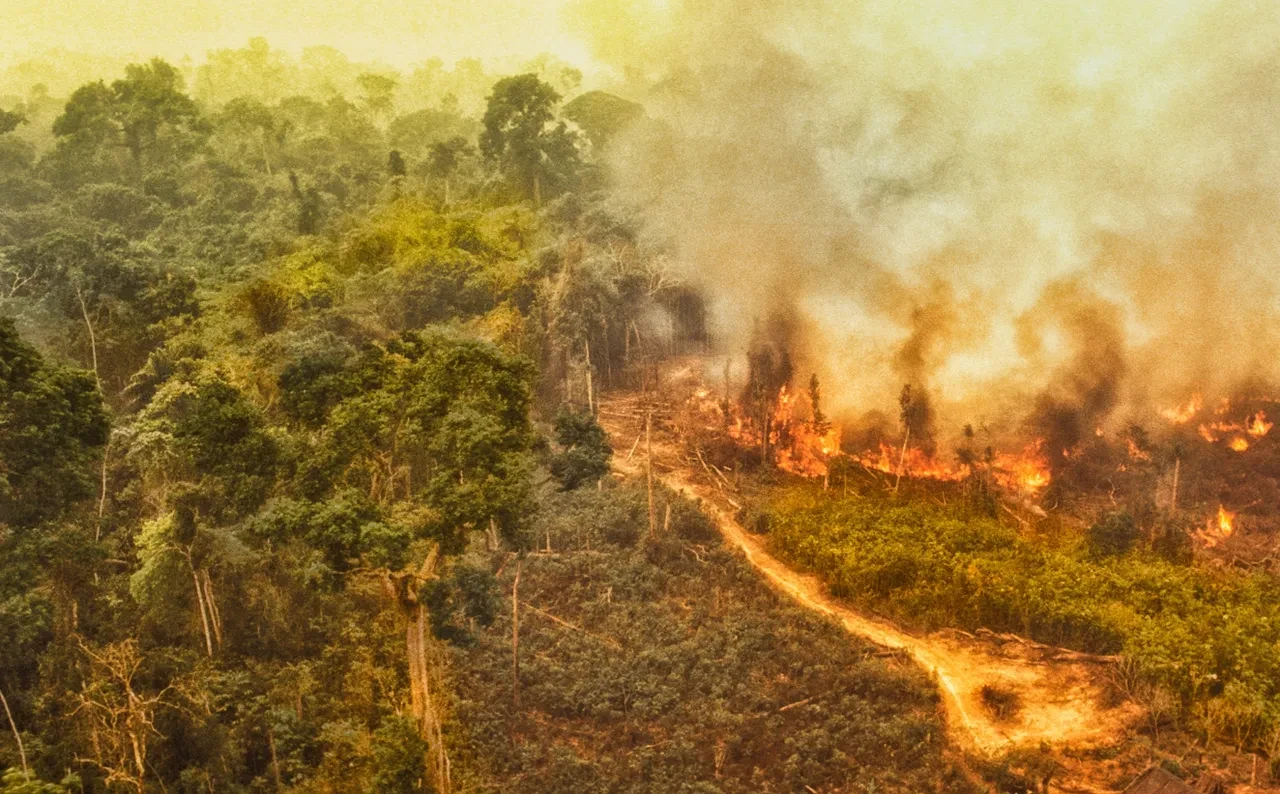 Amazon yağmur ormanı kuruyor! Dünyanın akciğeri iflas edebilir