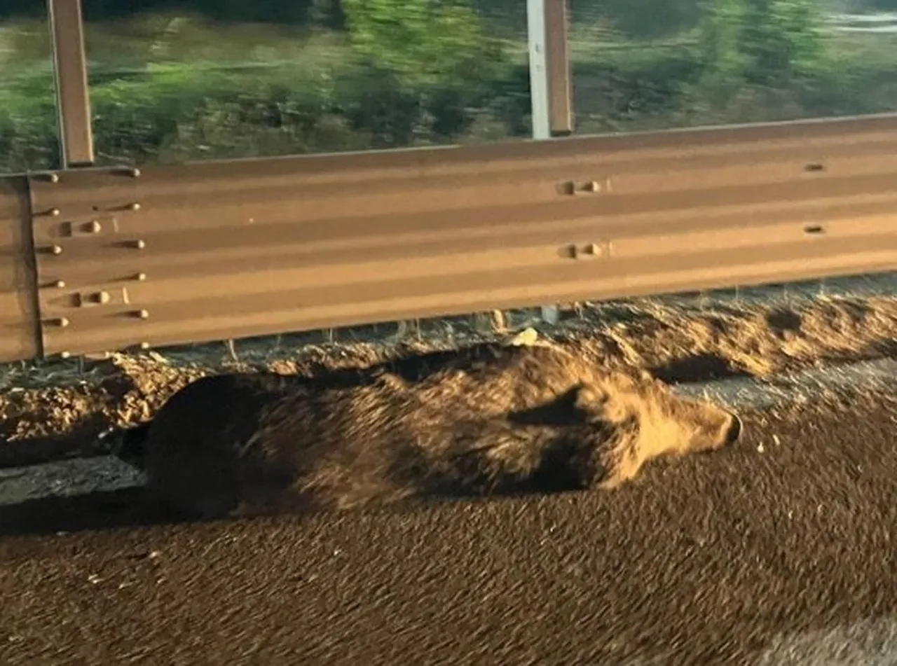 Aniden yola çıkan domuz ortalığı birbirine kattı! Çok sayıda yaralı var