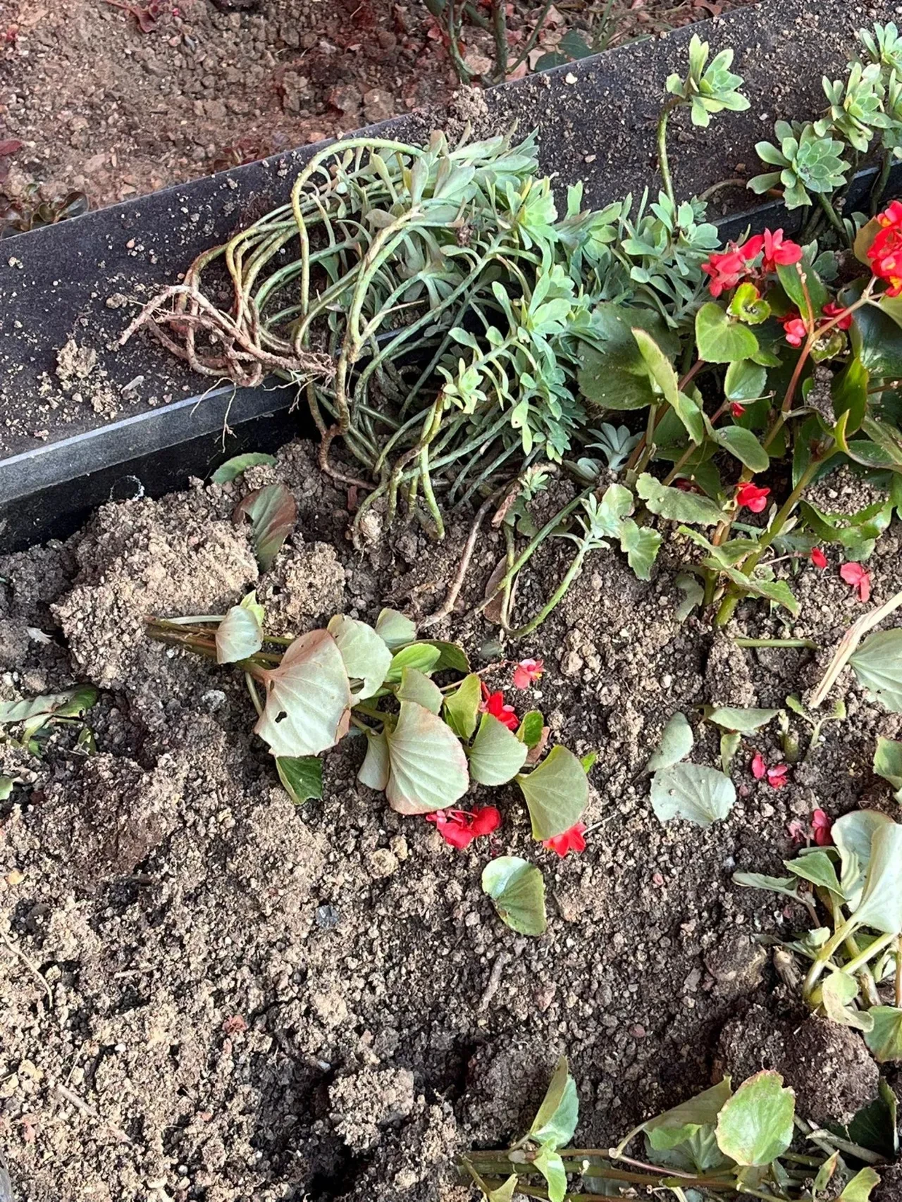 Kan donduran olay! 15 Temmuz şehidinin mezarına zarar verdi