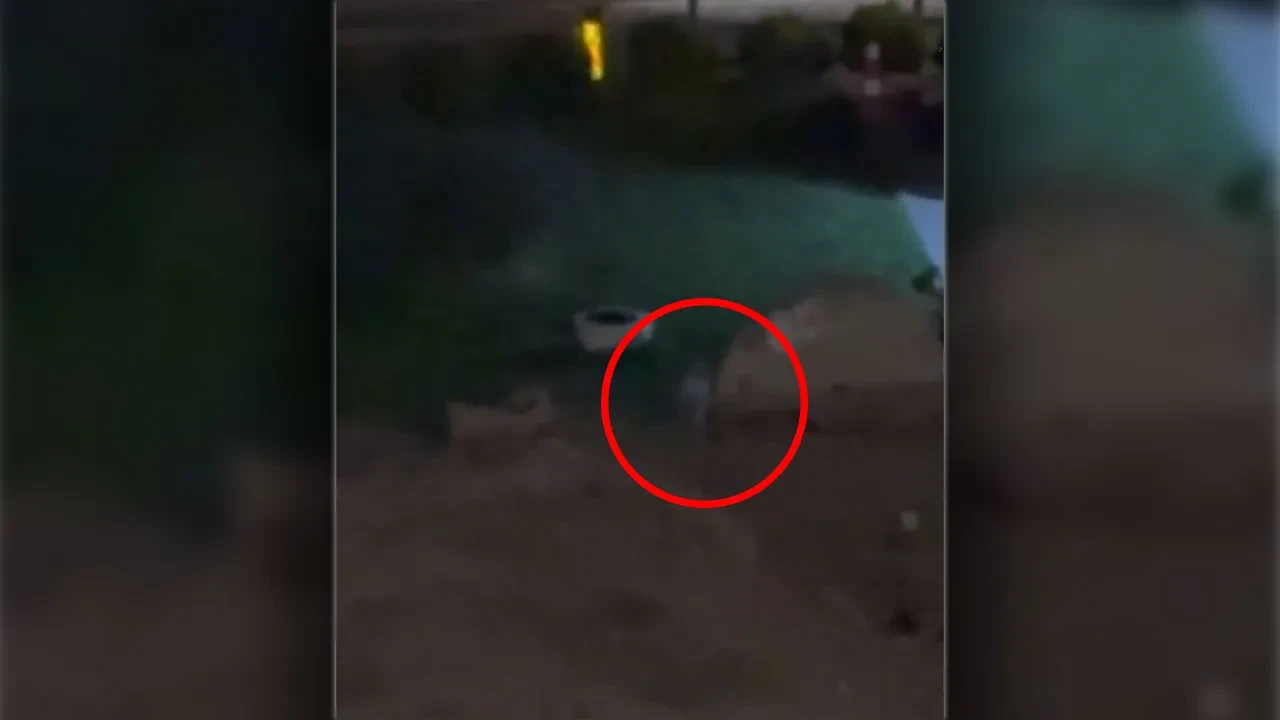 Köpekle tilkinin dostluğu yüzleri güldürdü! O anlar kamerada