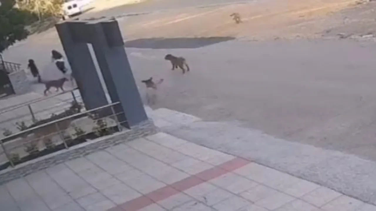 Başıboş köpek dehşeti! Saldırıdan son anda kurtuldular 
