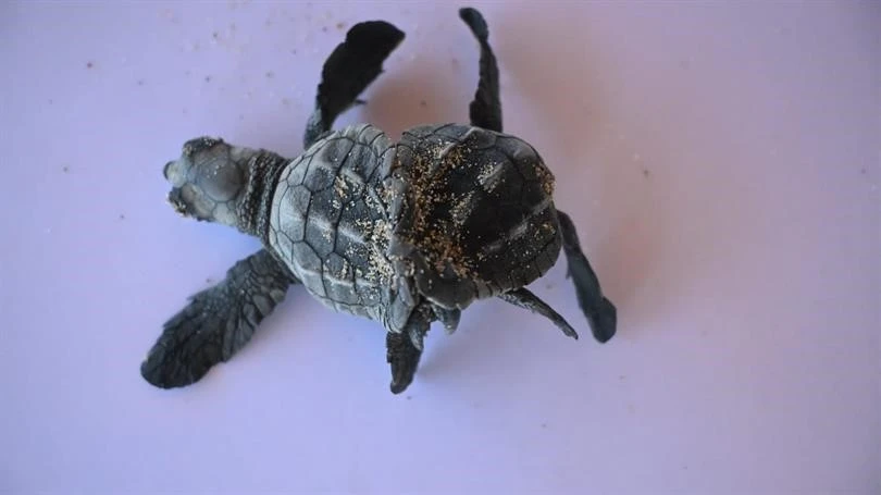 Ender rastlanan olay: Siyam ikizi Caretta caretta yavrusu bulundu