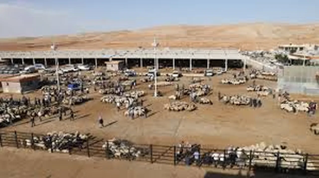 Şap hastalığı hızla yayılıyor mu? Endişe veren iddialara açıklama geldi