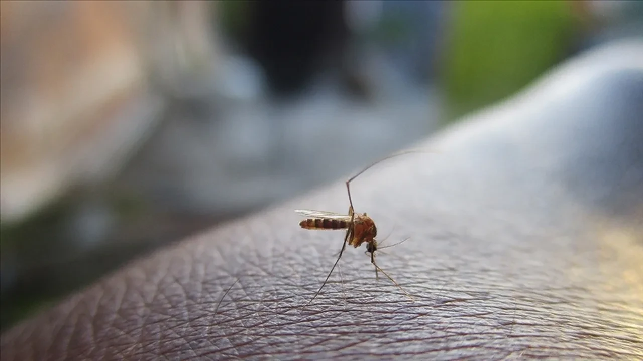 Sivrisinekleri kaçıran şarkı bulundu!