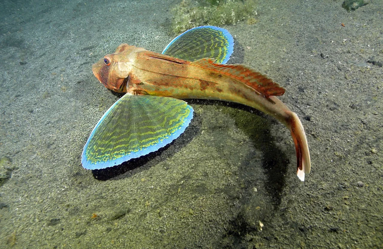 17 Ağustos depreminde denize gömülmüştü! Batık şehir 26 yıl sonra ilk kez görüntülendi