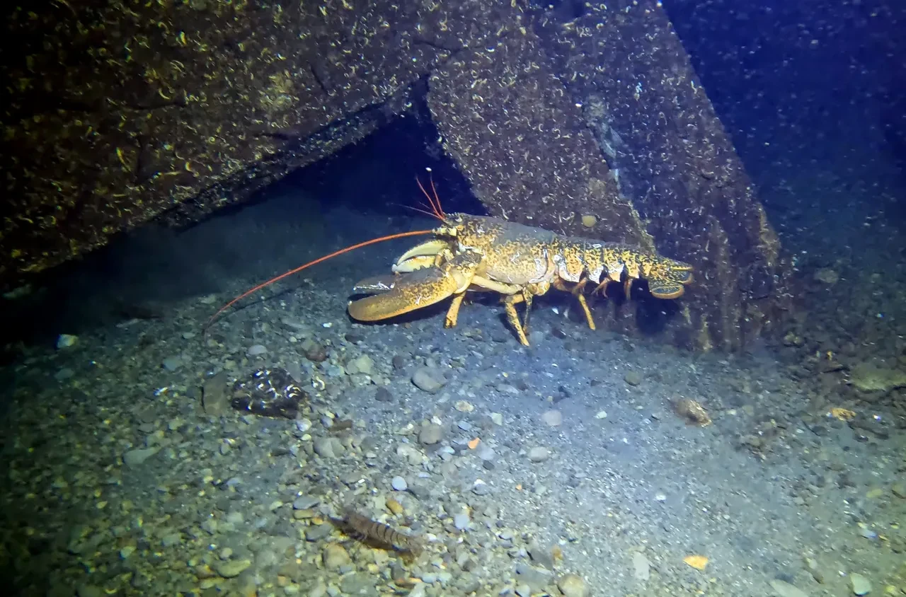 17 Ağustos depreminde denize gömülmüştü! Batık şehir 26 yıl sonra ilk kez görüntülendi