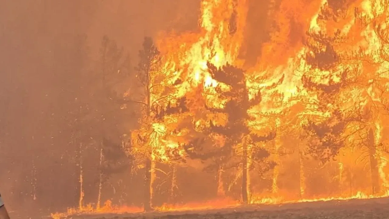 Bakan Yumaklı açıkladı! Orman yangınlarına yeni önlem! Av yasağı geliyor