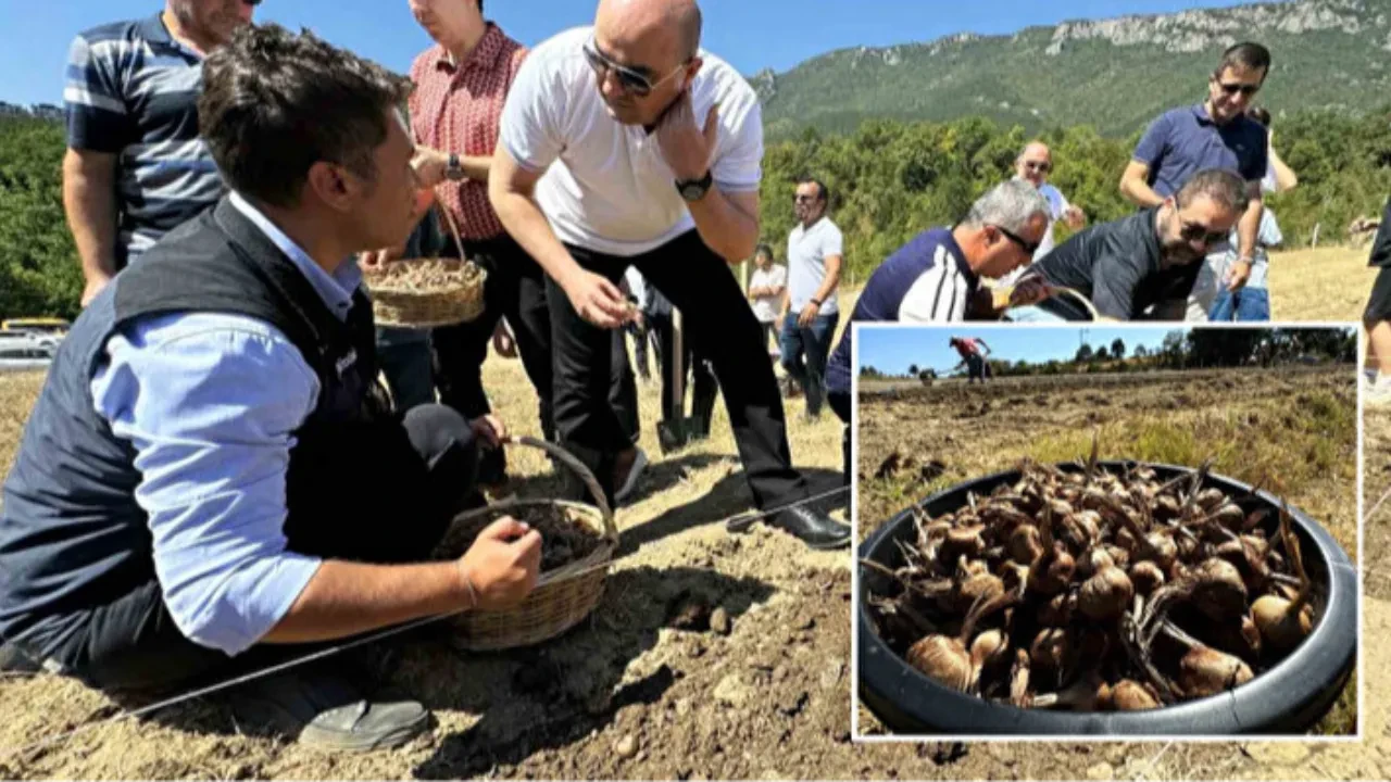 Dünyanın en pahalı baharatı: 'Milli bitki' toprakla buluşuyor
