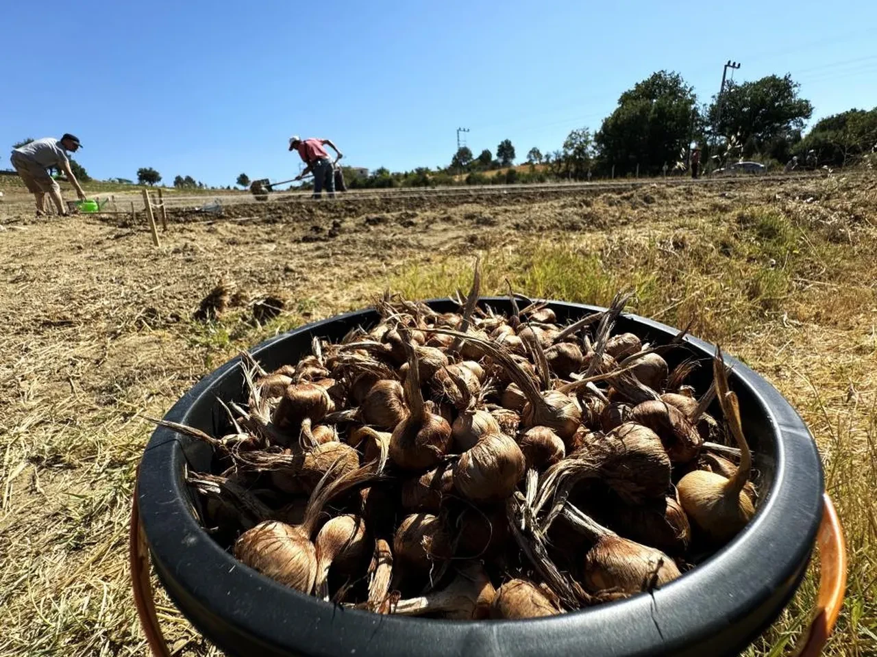 Dünyanın en pahalı baharatı: 'Milli bitki' toprakla buluşuyor