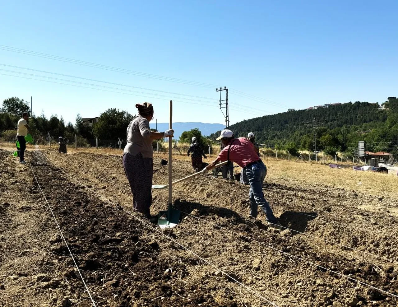 Dünyanın en pahalı baharatı: 'Milli bitki' toprakla buluşuyor